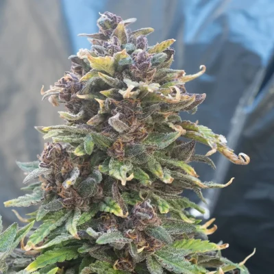 Irnglu32 cannabis seed strain flower closeup